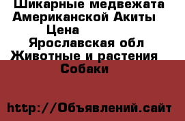 Шикарные медвежата Американской Акиты › Цена ­ 30 000 - Ярославская обл. Животные и растения » Собаки   